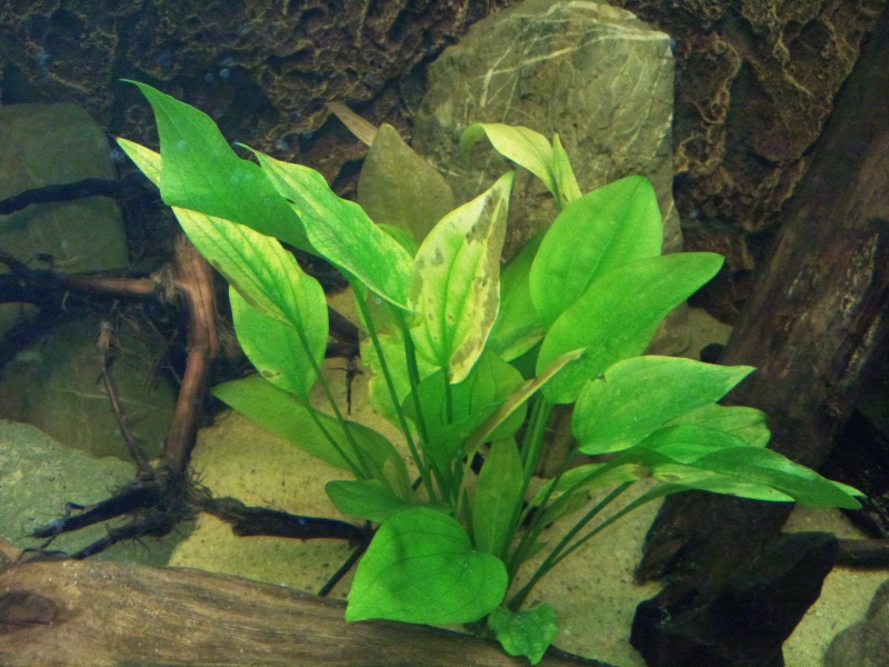 volwassene Uitroepteken snelheid Voedingstekort aquarium planten - 1 - Cichlidenkwekers